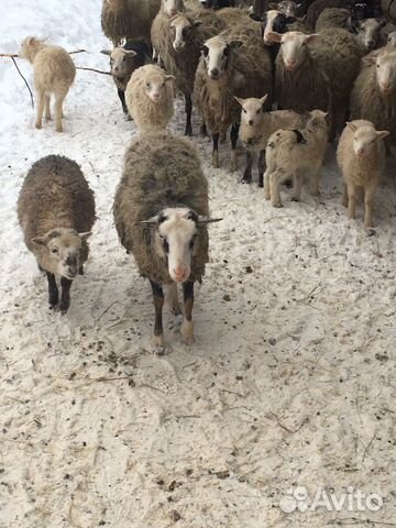Овцы,бараны