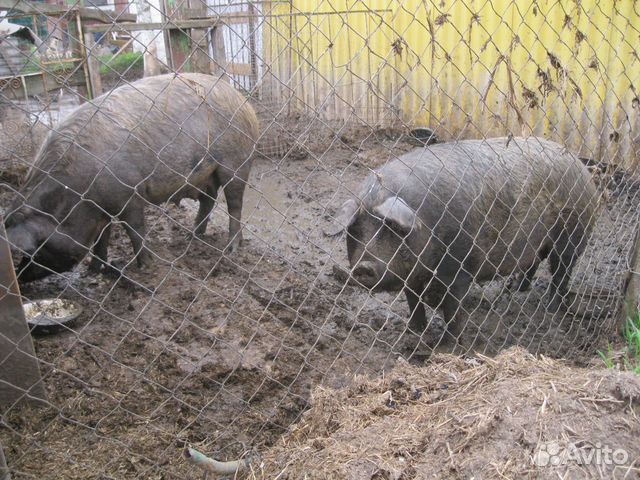 Поросята и подрощенные свинки купить на Зозу.ру - фотография № 8