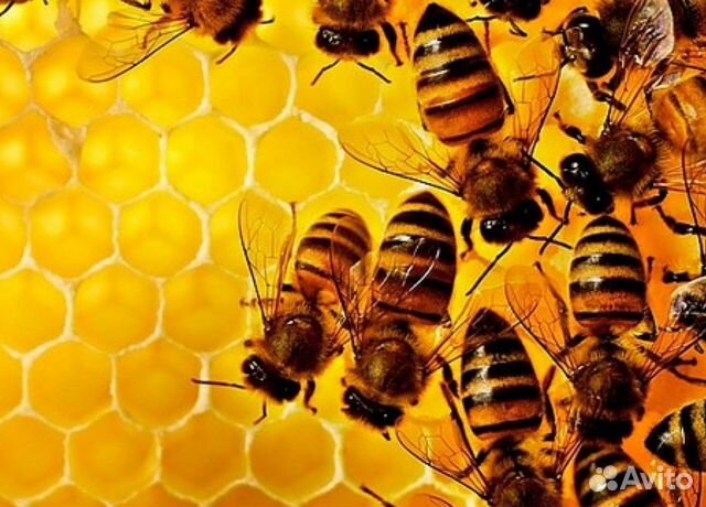 Семьи пчёл купить на Зозу.ру - фотография № 6