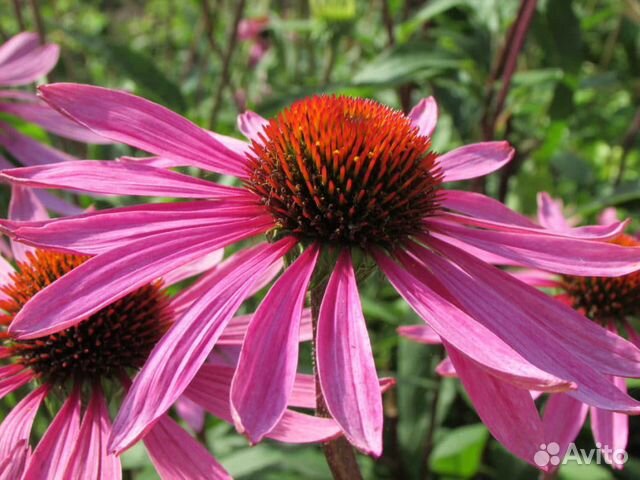 Эхинацея