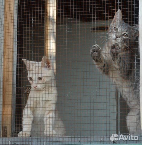 Котята и кошки из приюта купить на Зозу.ру - фотография № 2