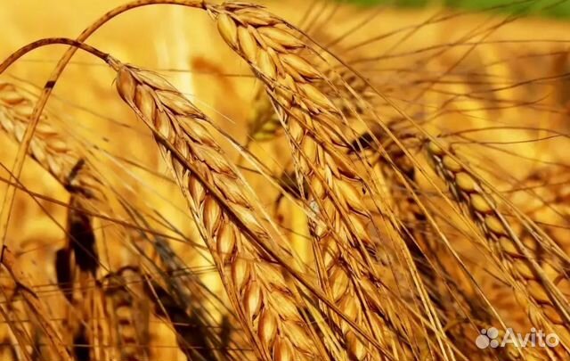 Зерно, урожай 2019года купить на Зозу.ру - фотография № 1