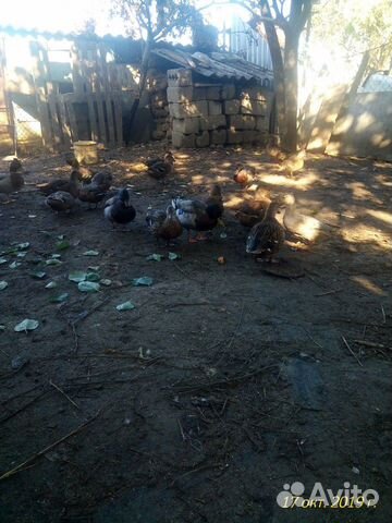 Подсадные (манковые) утки крякухи купить на Зозу.ру - фотография № 6