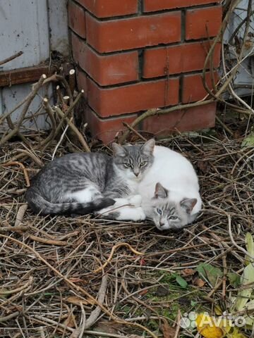 Котята подростки в добрые руки