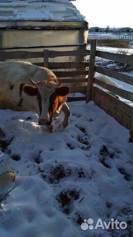 Корова (стельная) купить на Зозу.ру - фотография № 4