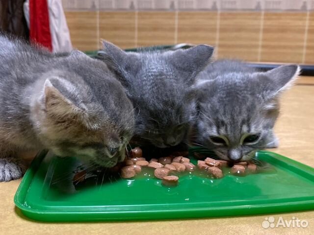 Идеальные котята к туалету приучены купить на Зозу.ру - фотография № 7