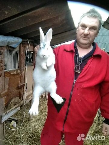 Продам крольчат белый панон возраст 2 месяца купить на Зозу.ру - фотография № 4