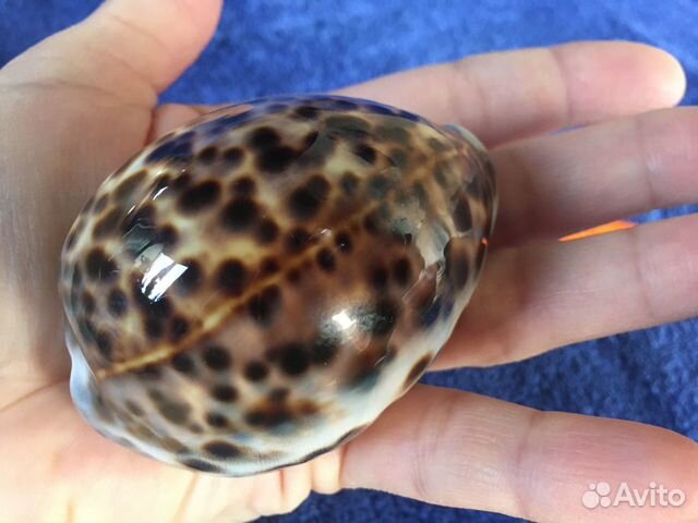 Морская раковина Тигровая ципрея (Cypraea tigris) купить на Зозу.ру - фотография № 5