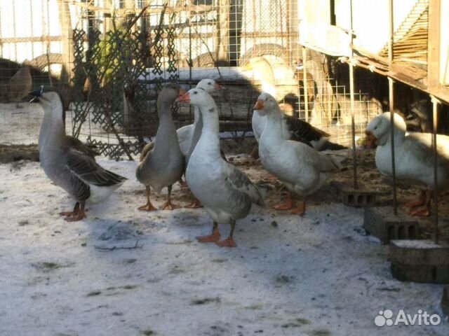 Продам или обменяю молодых фазанов, гусей купить на Зозу.ру - фотография № 6