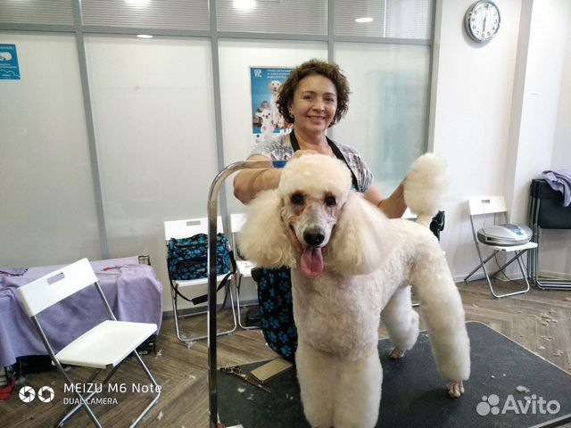 Стрижка собак и кошек