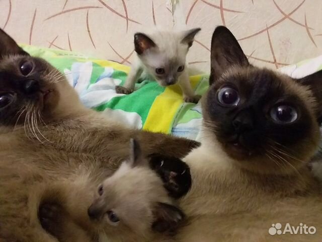 Авито березники кошки. Авито березники кошки. Авито березники кошки. Британский плюшевый кот. Кот из мема с девушками.