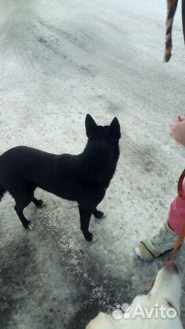 Собака во двор охранник купить на Зозу.ру - фотография № 4