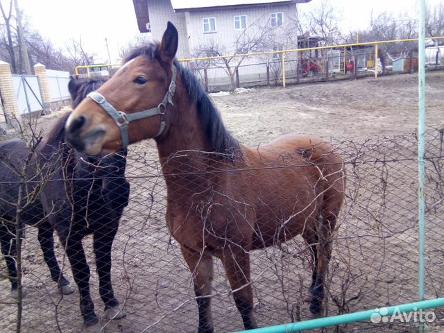 Продам лошадей купить на Зозу.ру - фотография № 9