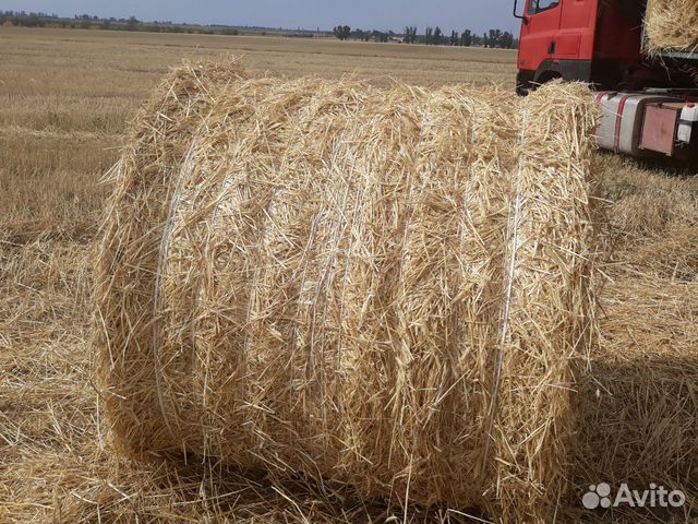 Продается сено солома.ячменная пшеничная рожь купить на Зозу.ру - фотография № 3