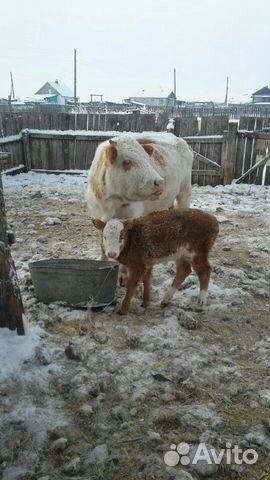Корова с теленком, можем из делать доставку купить на Зозу.ру - фотография № 3