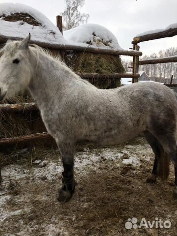 Продается очень упитанная лошадь купить на Зозу.ру - фотография № 1