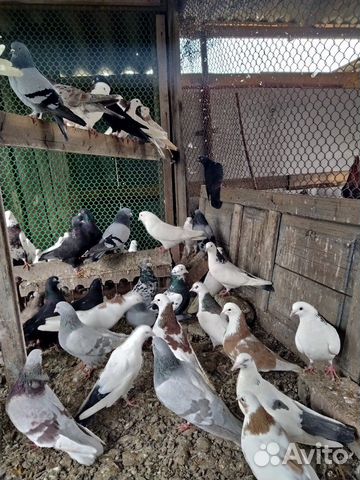 Высоколетные летные голуби купить на Зозу.ру - фотография № 4