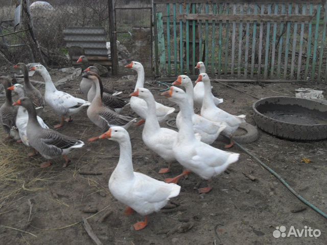 Взрослые гуси купить на Зозу.ру - фотография № 2