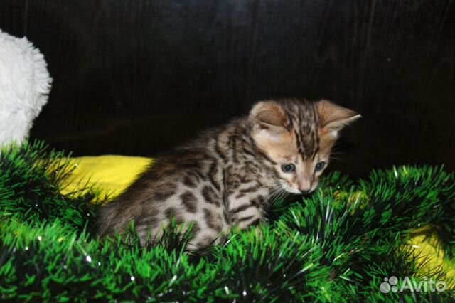 Бенгальские котята, рождены 10.12.19-резерв купить на Зозу.ру - фотография № 5