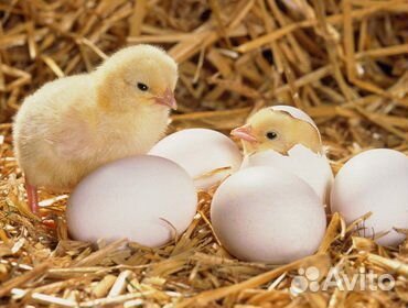 Продаю куриное яйцо на инкубацию купить на Зозу.ру - фотография № 1