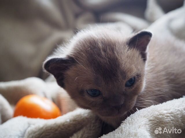 Купить Бурму Котенка В Екатеринбурге