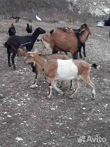 Козы и козлята купить на Зозу.ру - фотография № 7