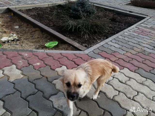 Нашлась собачка купить на Зозу.ру - фотография № 1