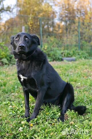 Одинокий приютский пес Арчи хочет найти хозяев купить на Зозу.ру - фотография № 7