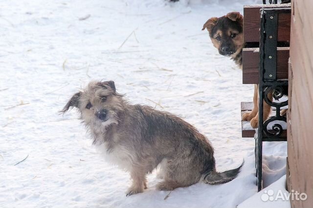 Маленькая собачка Мотя 1,5 лет.Стерилизована купить на Зозу.ру - фотография № 3