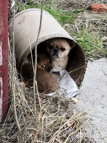 Бездомные купить на Зозу.ру - фотография № 4