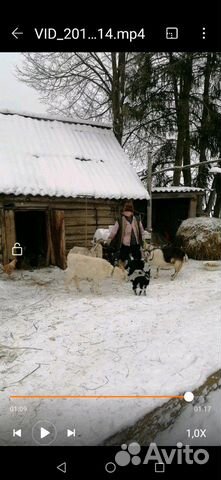 Коза купить на Зозу.ру - фотография № 5