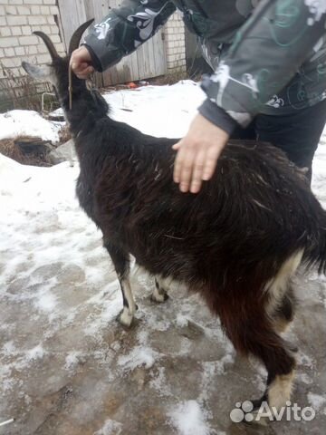 Дойноя коза купить на Зозу.ру - фотография № 4