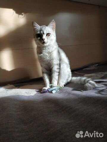 Пропал котенок- подросток купить на Зозу.ру - фотография № 1
