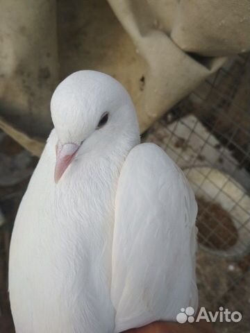 Продам голубей 1 по 500 купить на Зозу.ру - фотография № 2