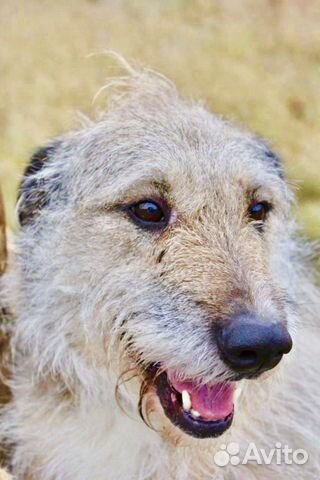 Отдам в хорошие руки, метис лакенуа