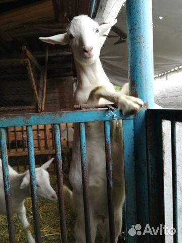 Продаются две скотные козы, помесь ламанча и заане купить на Зозу.ру - фотография № 3