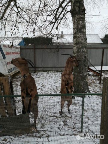 Альпинонубийские козы с документами купить на Зозу.ру - фотография № 3