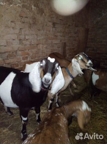 Продаются нубийские козы купить на Зозу.ру - фотография № 3