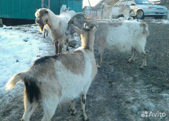 Быки и козы купить на Зозу.ру - фотография № 5