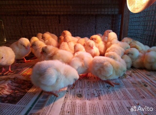 Цыплята суточные Ломан Браун купить на Зозу.ру - фотография № 2