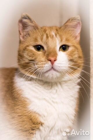 Молодой котик