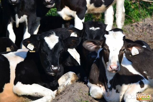 Продам маленьких телочек от высокоудойных коров купить на Зозу.ру - фотография № 2