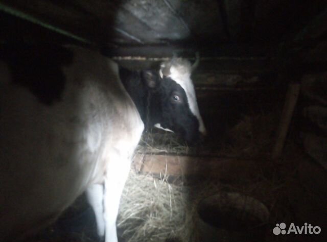 Продается корова 3-го отела купить на Зозу.ру - фотография № 2