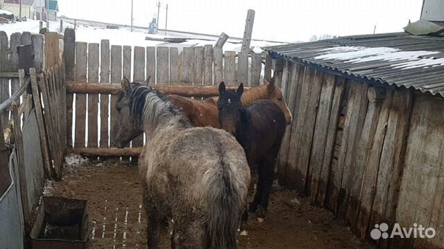 Лошади и жеребята купить на Зозу.ру - фотография № 6