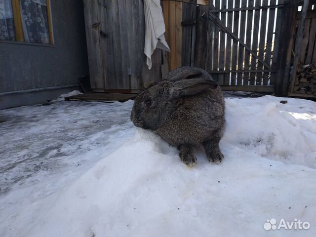 Продам кроликов самцов купить на Зозу.ру - фотография № 7