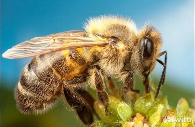 Пчелы с уликами купить на Зозу.ру - фотография № 1