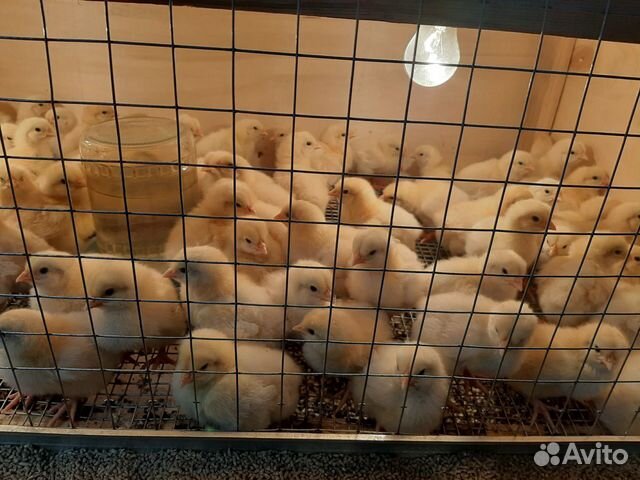 Продам 4х суточных цыплят ломан браун.петушки купить на Зозу.ру - фотография № 1