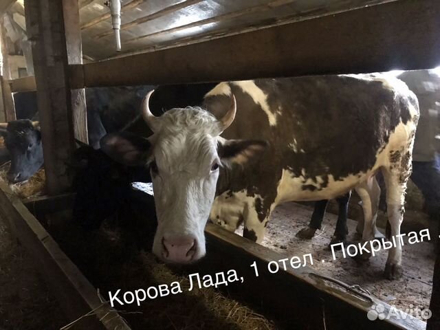 Тёлочки, телки, коровы купить на Зозу.ру - фотография № 4