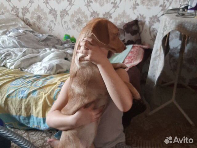 Отдам собаку в добрые руки купить на Зозу.ру - фотография № 2