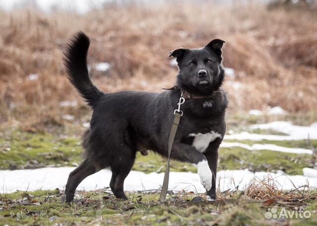 Активный и позитивный пёс ищет семью купить на Зозу.ру - фотография № 2